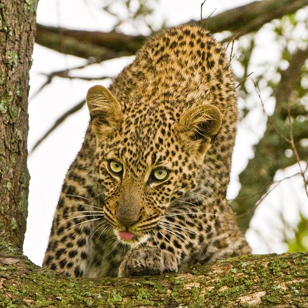 69 - jeune leopard - BOLLE PHILIPPE - france.jpg